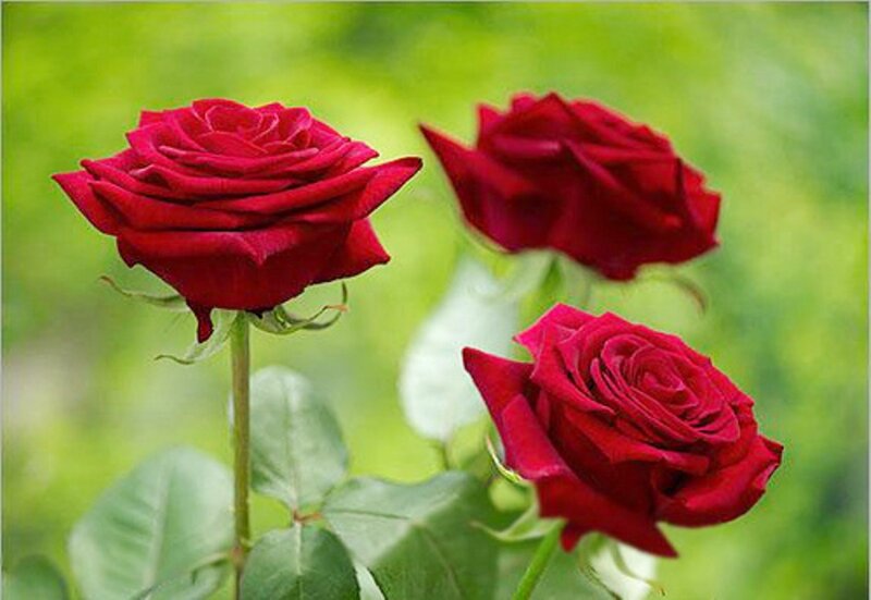 Three Red Roses — Serene, Photograph