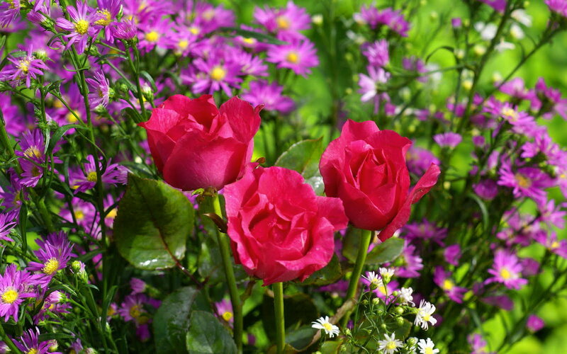 Three Red Roses — Serene, Summer