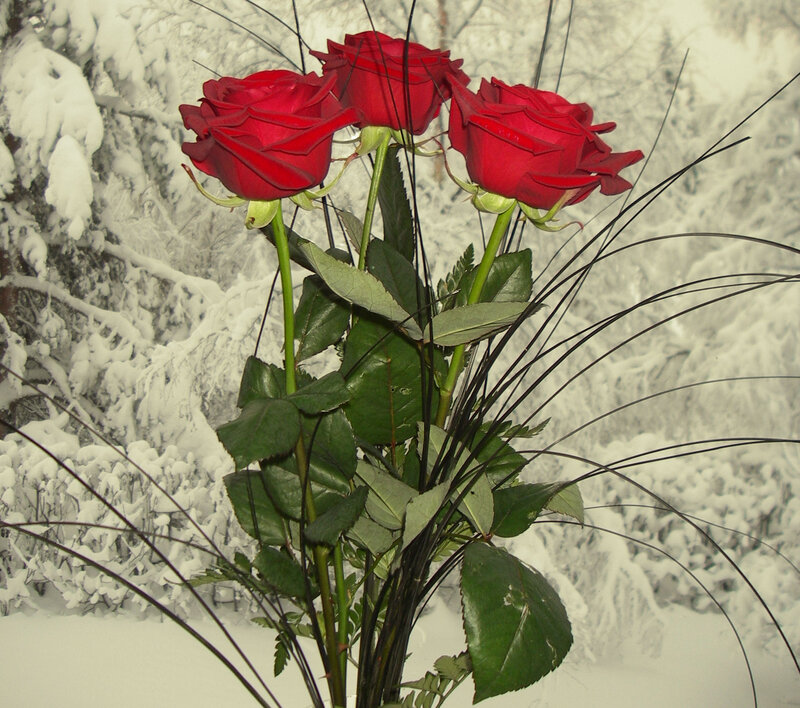 Three Red Roses — Serene, Winter