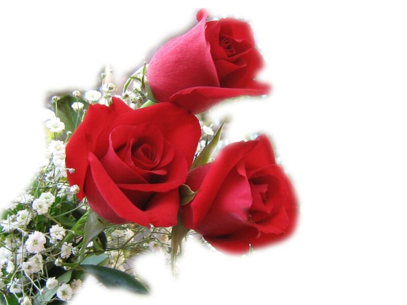 three red roses with baby's breath