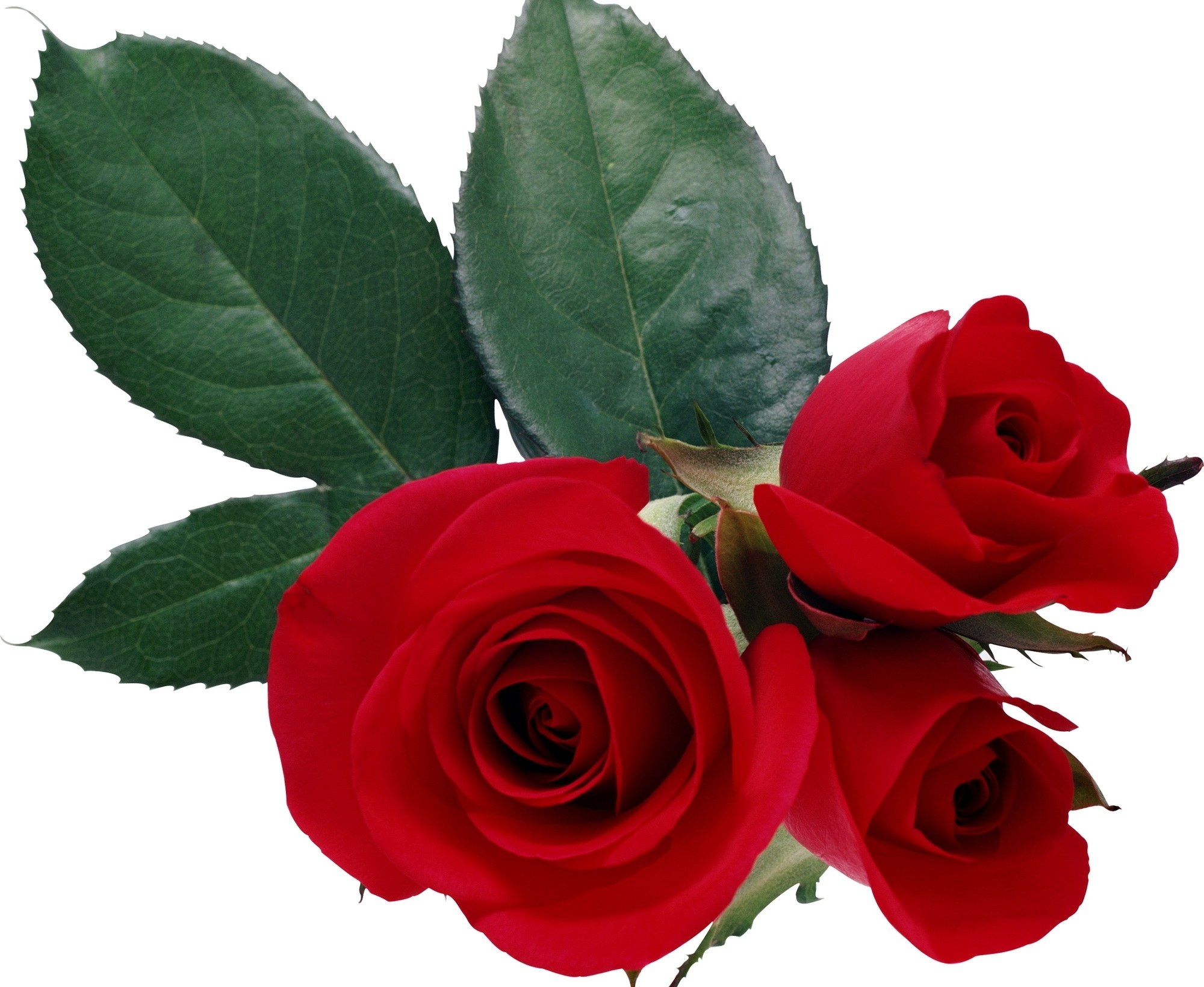 three red roses with leaves