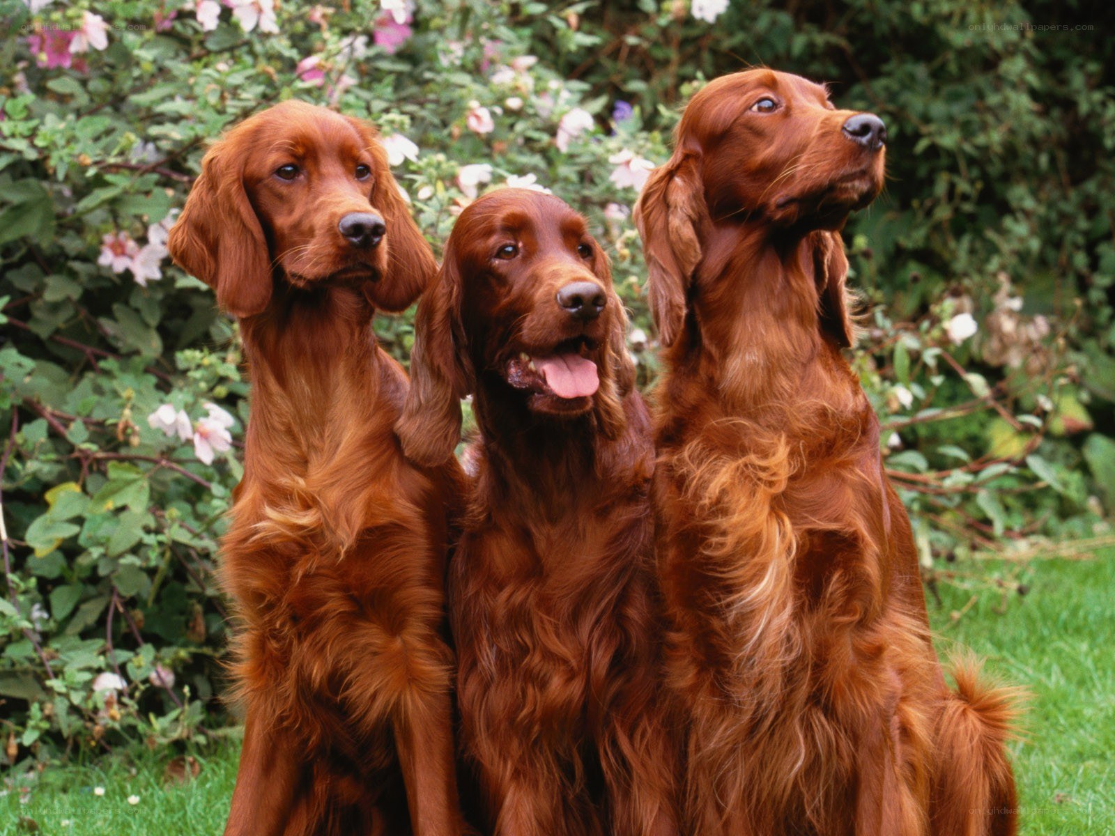 three red setter dogs in garden