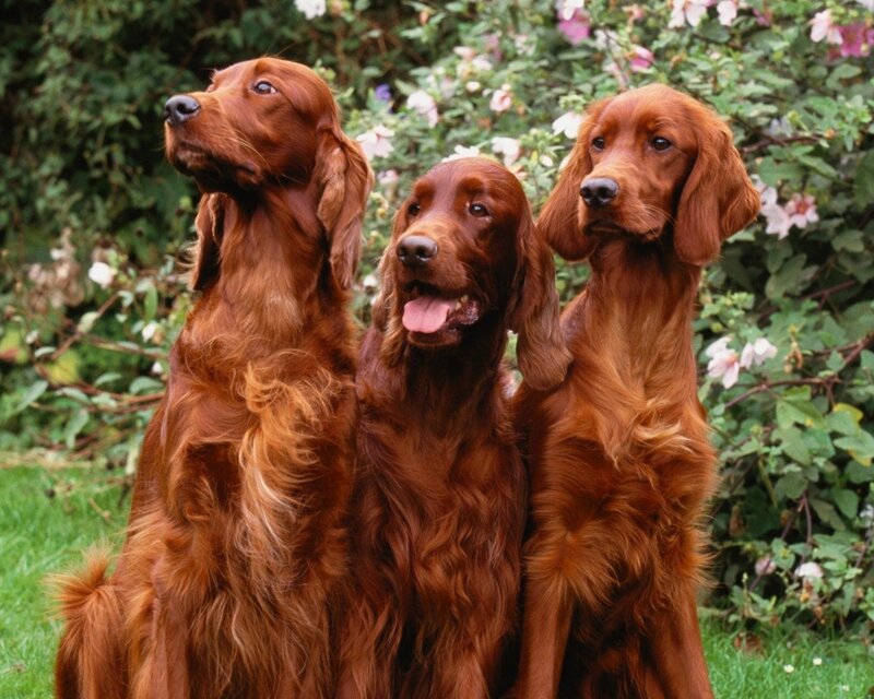 Three Red Setter Dogs