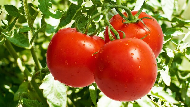 Three Red Tomatoes — Natural
