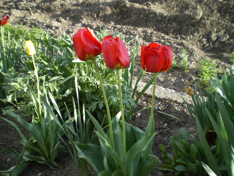 Three Red Tulips — Calm, Afternoon