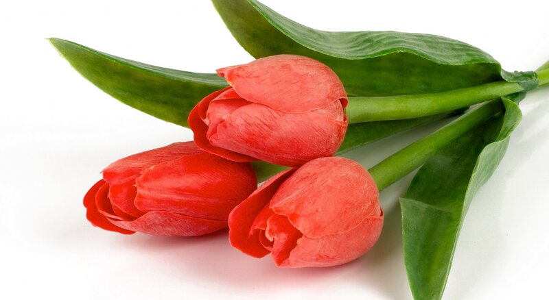 Three Red Tulips — Calm, Photograph, Green Leaves
