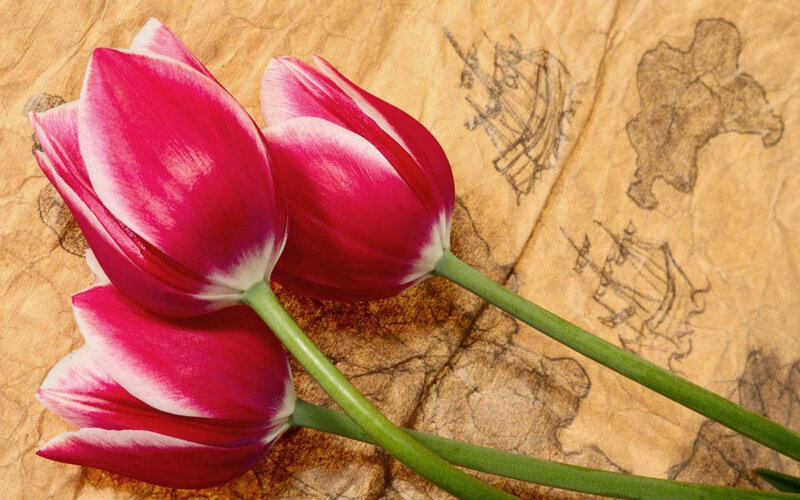 Three Red Tulips — Calm, Photograph, Green Stems