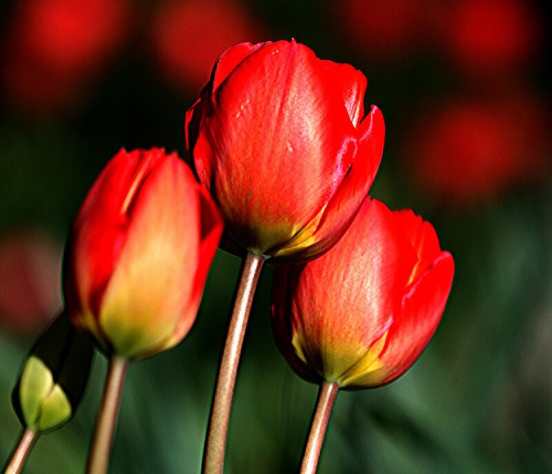 Three Red Tulips — Calm, Spring, Photograph, Buds