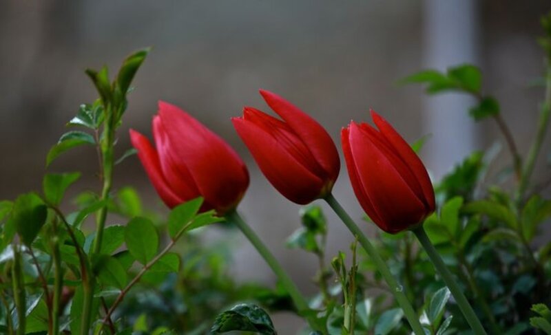Three Red Tulips — Calm, Spring, Photograph