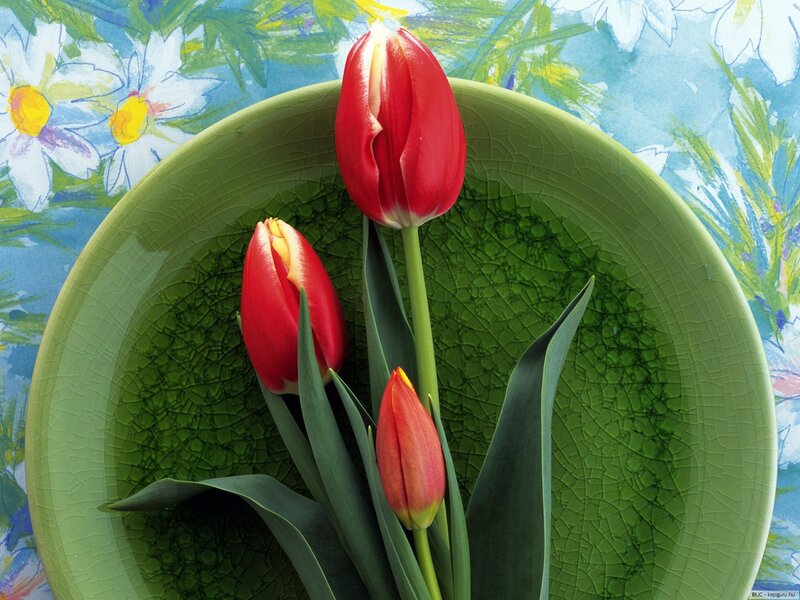 Three Red Tulips — Calm, Spring