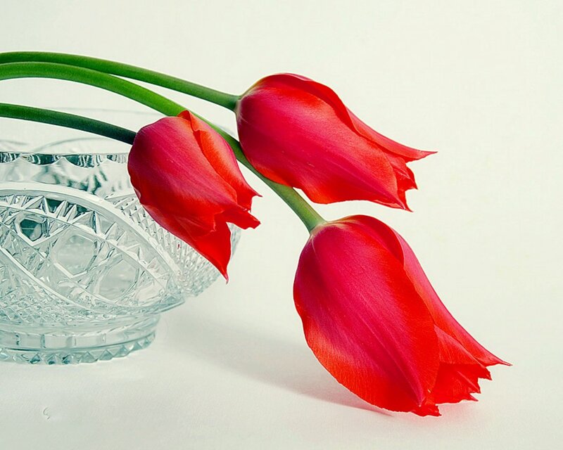 Three Red Tulips — Calm