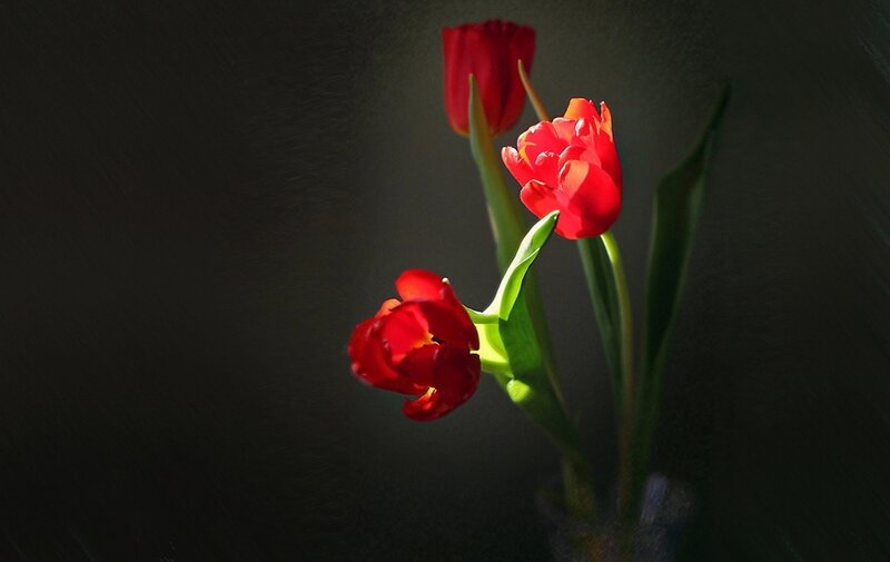 Three Red Tulips — Dramatic, Photograph, Flowers
