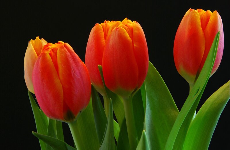 Three Red Tulips — Dramatic, Photograph, Green Leaves, Black Background