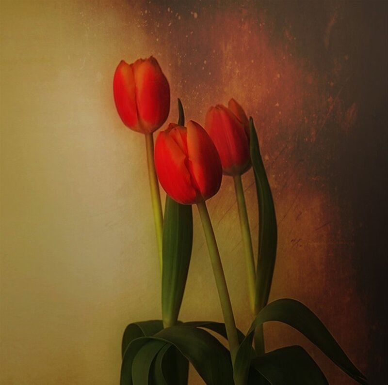 Three Red Tulips — Dramatic, Photograph, Green Leaves, Stem