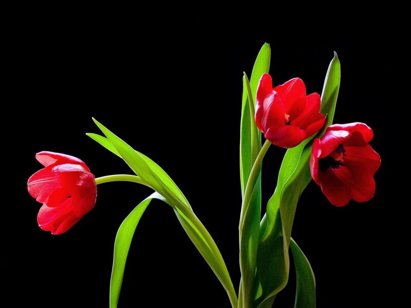 Three Red Tulips — Dramatic, Photograph, Green Leaves