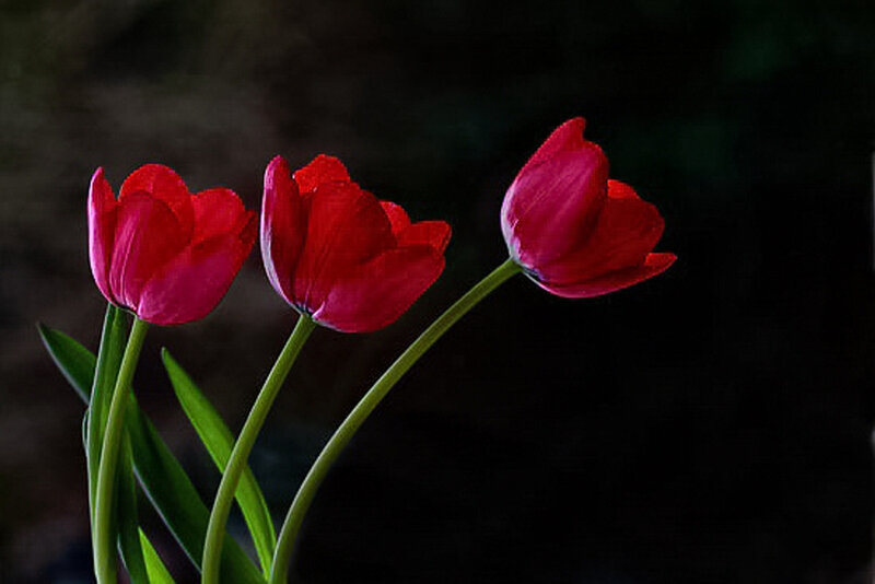 Three Red Tulips — Dramatic, Photograph, Green Stems