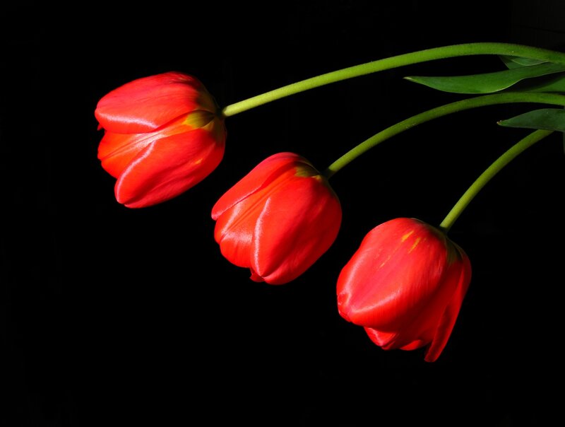 Three Red Tulips — Dramatic, Photograph