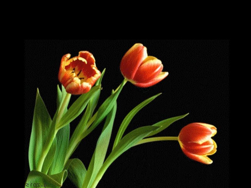 Three Red Tulips — Dramatic