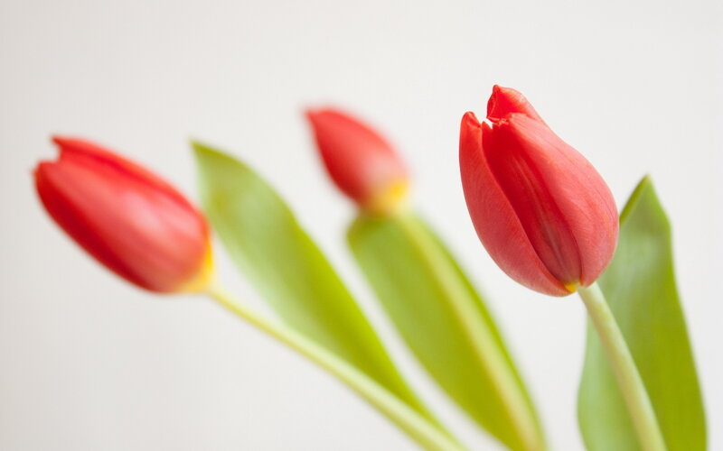 Three Red Tulips — Serene, Photograph