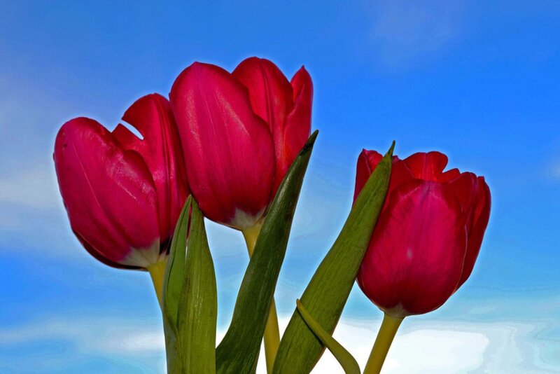 Three Red Tulips — Serene, Spring