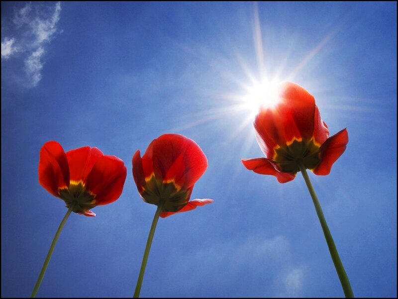 Three Red Tulips — Serene