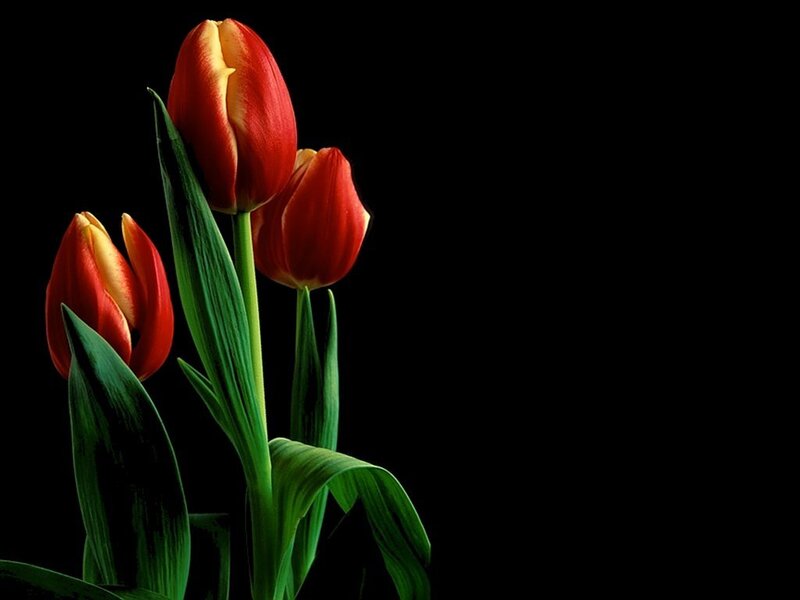 Three Red Tulips