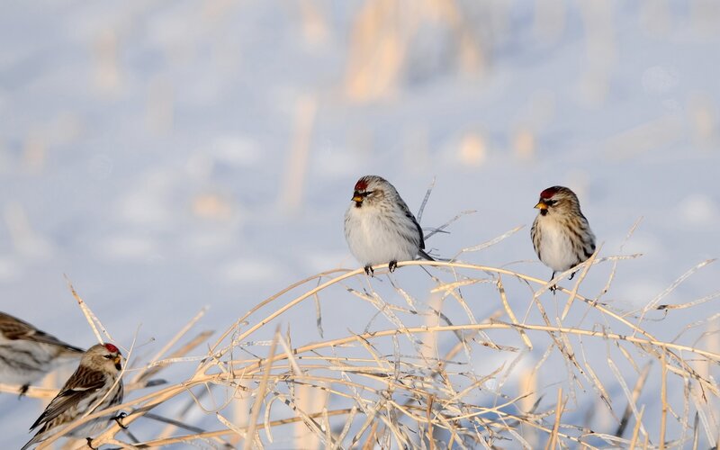 Three Redpoll Birds
