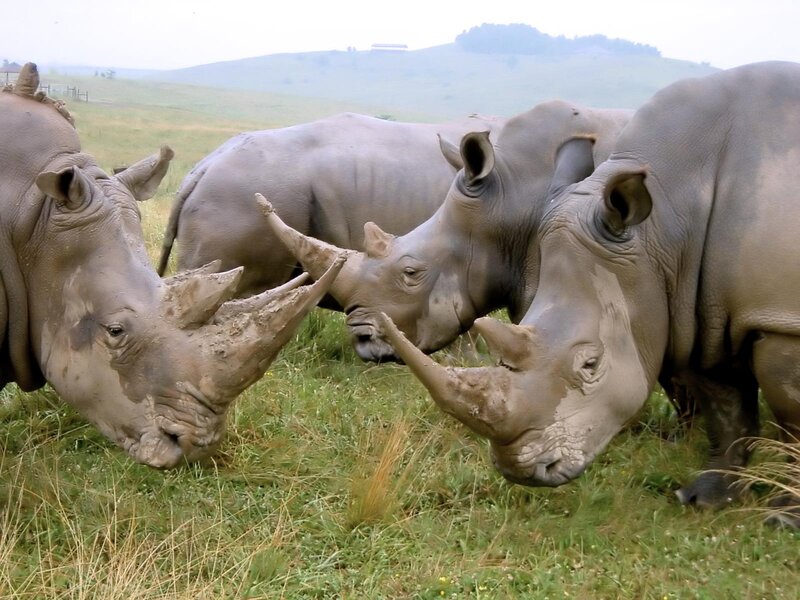 Three Rhinos in Field