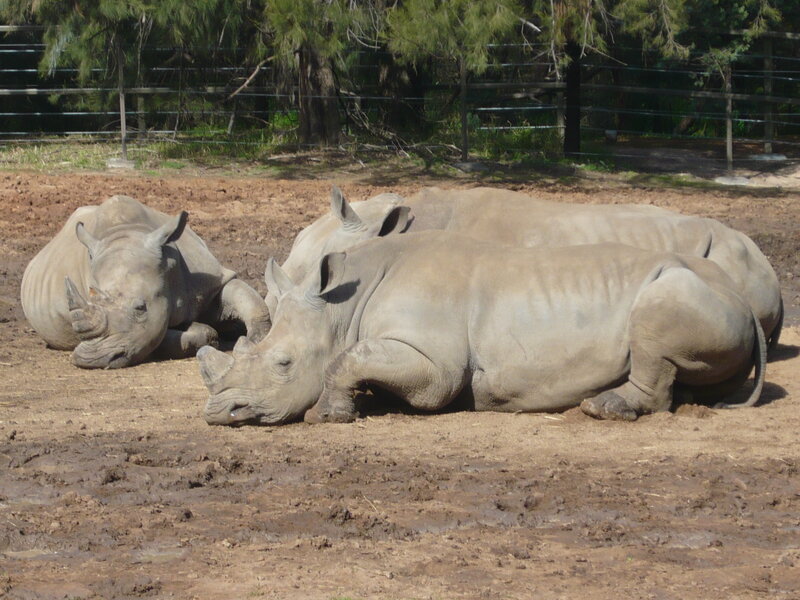 Three Rhinos Resting