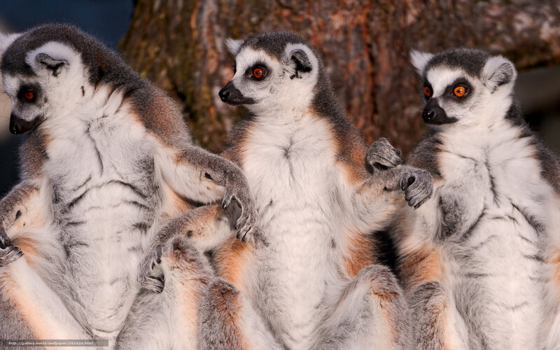 Three Ring-tailed Lemurs — Gray, Calm