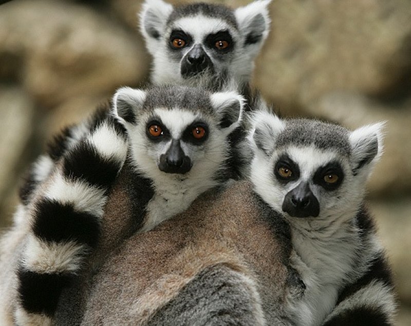 Three Ring-tailed Lemurs — Gray