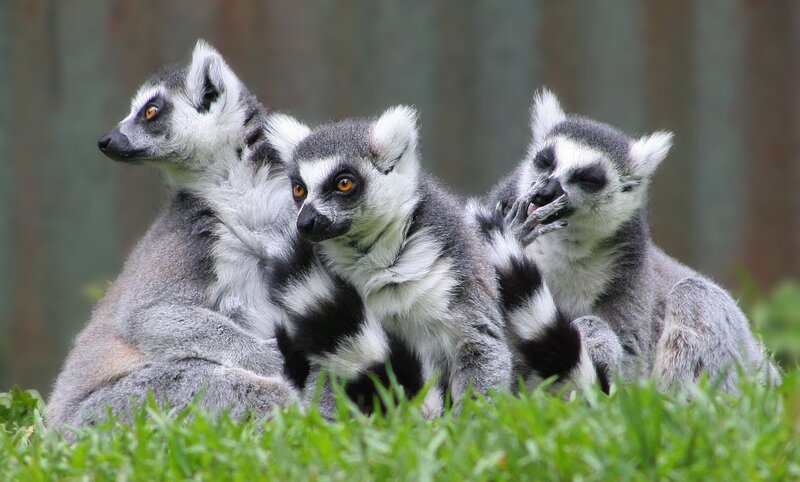 Three Ring-tailed Lemurs — Green