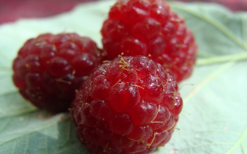 Three ripe raspberries on a leaf