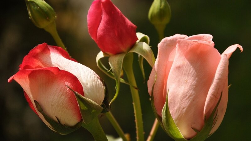 Three Rose Buds — Pink