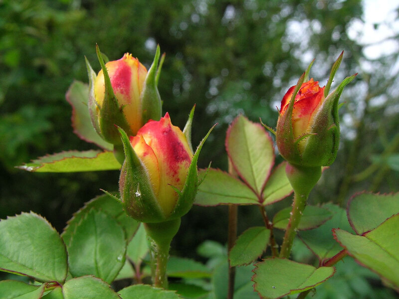 Three Rose Buds