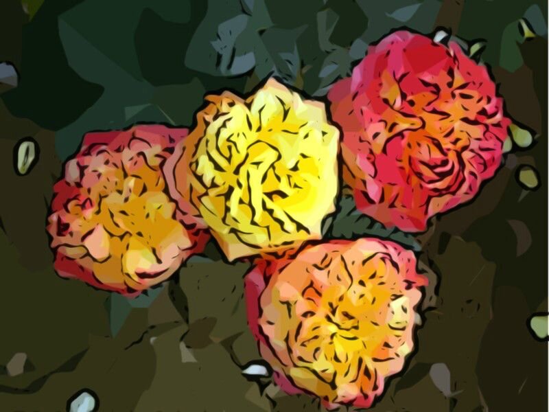 Three Roses in a Cluster
