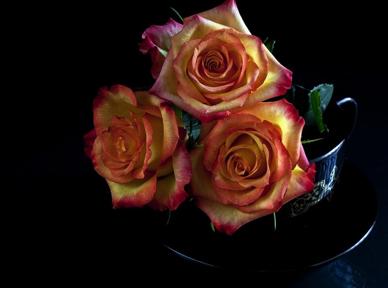 Three Roses in a Cup