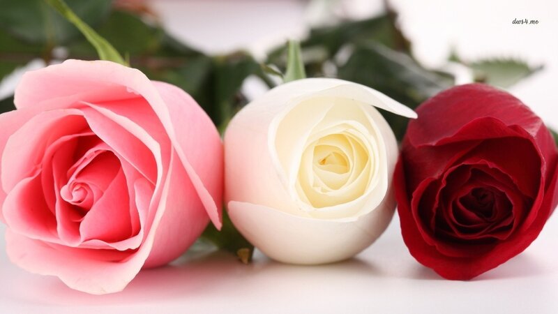Three Roses in a Row — Pink