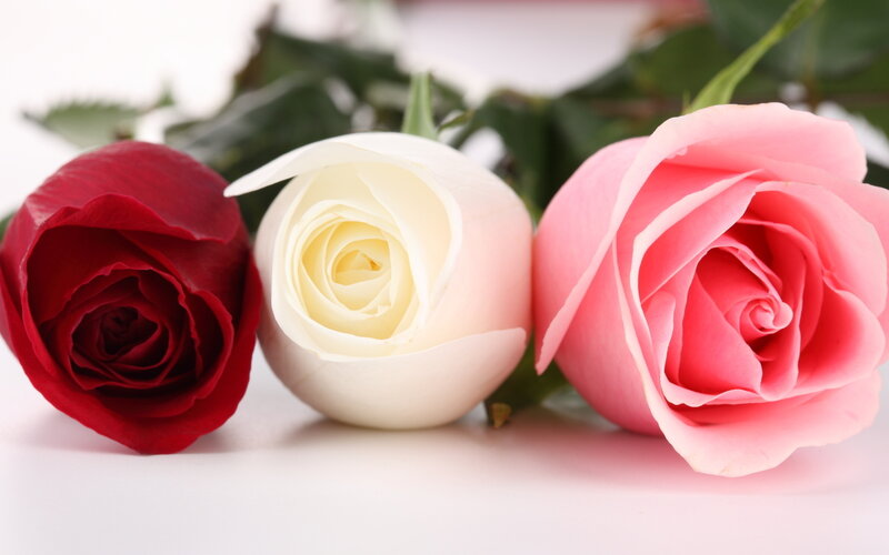 Three Roses in a Row — Red, Calm, Photograph