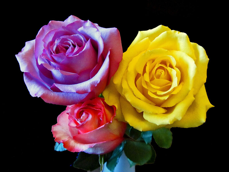 Three Roses in a Vase — Purple