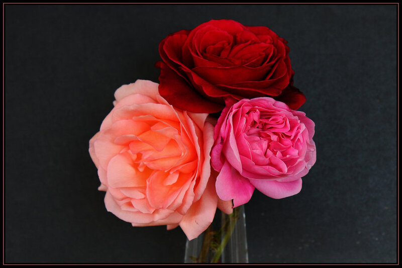 Three Roses in a Vase