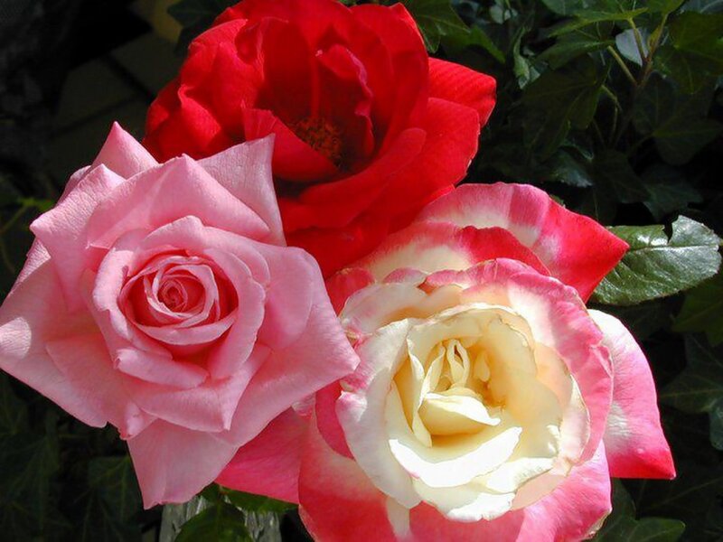 Three Roses in Bloom — Red, Serene