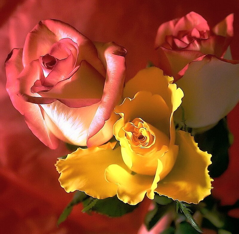 Three Roses in Bloom