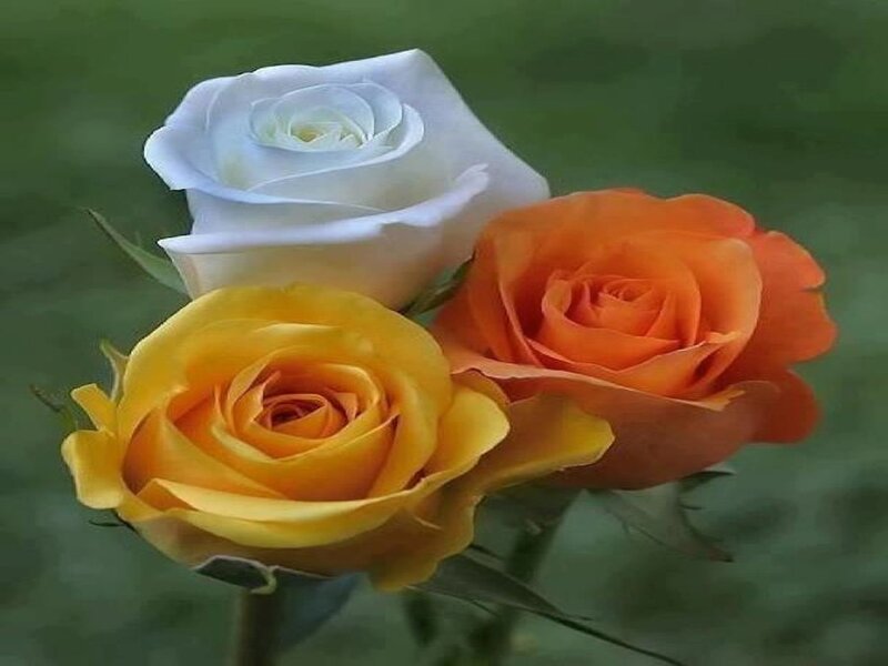 Three Roses in Bloom — White