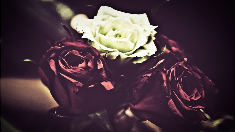 Three Roses in Bouquet — Black