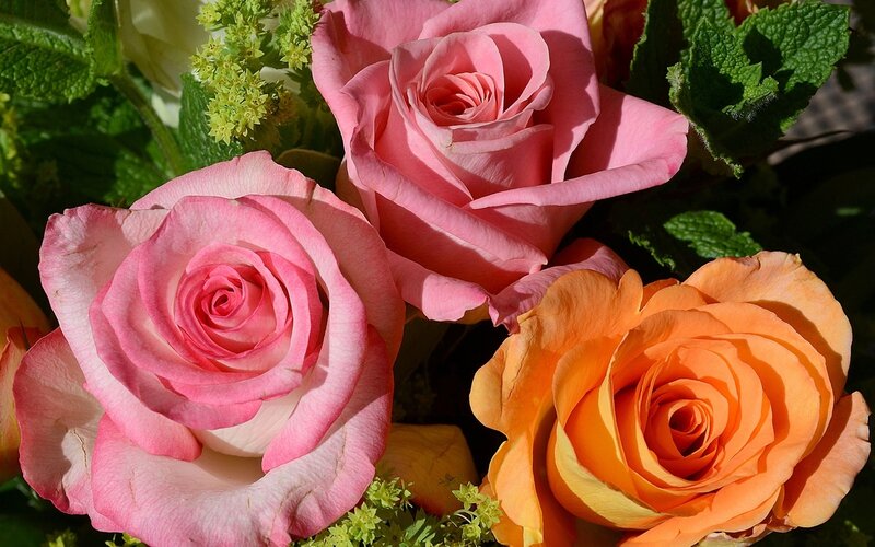 Three Roses in Bouquet — Pink
