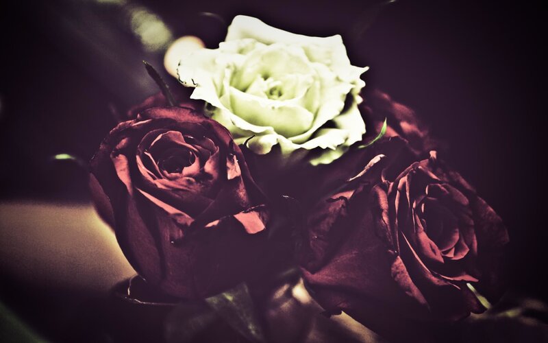 Three Roses in Bouquet