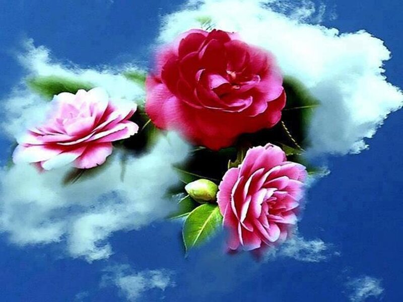 Three Roses in Clouds