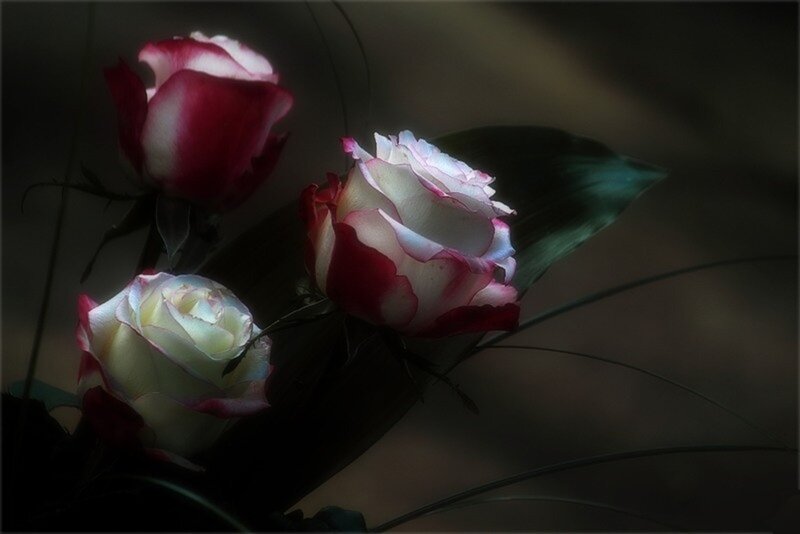 Three Roses in Dark Light