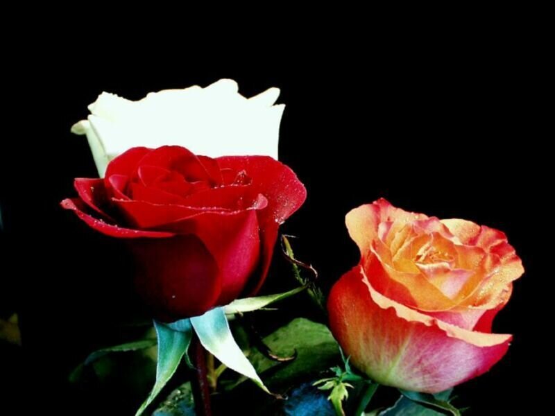 Three Roses in Dark